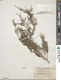 Juniperus scopulorum image