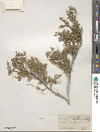 Juniperus scopulorum image