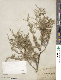 Juniperus scopulorum image