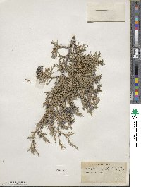 Juniperus scopulorum image