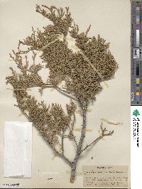 Juniperus scopulorum image