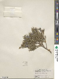 Juniperus scopulorum image