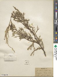 Juniperus scopulorum image