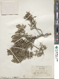 Juniperus scopulorum image