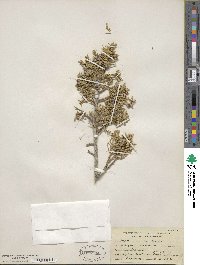 Juniperus scopulorum image