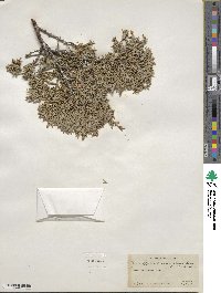 Juniperus scopulorum image