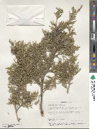 Juniperus scopulorum image