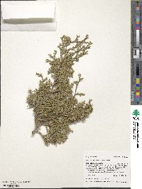 Juniperus scopulorum image