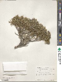 Juniperus scopulorum image