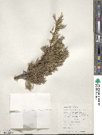 Juniperus scopulorum image