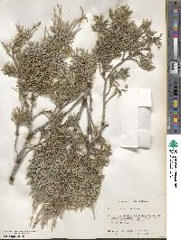 Juniperus scopulorum image