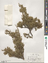 Juniperus scopulorum image