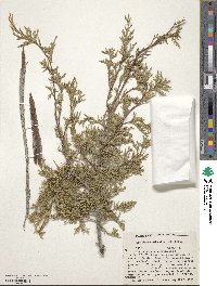 Juniperus scopulorum image