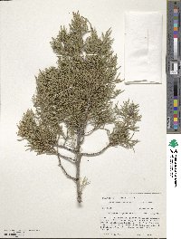 Juniperus scopulorum image