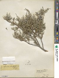 Juniperus scopulorum image