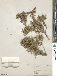 Juniperus scopulorum image