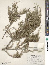 Juniperus scopulorum image