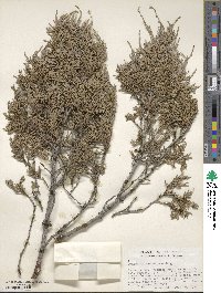 Juniperus scopulorum image