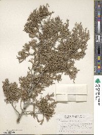 Juniperus scopulorum image