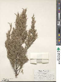 Juniperus scopulorum image