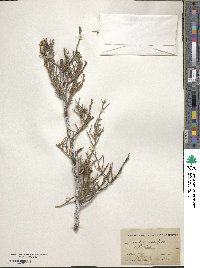 Juniperus scopulorum image