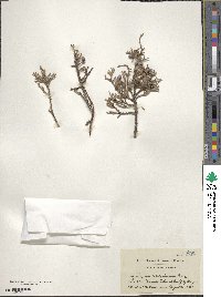 Juniperus scopulorum image