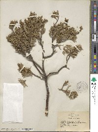 Juniperus scopulorum image