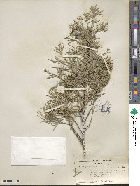 Juniperus scopulorum image