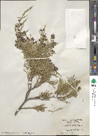 Juniperus scopulorum image