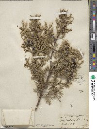 Juniperus scopulorum image