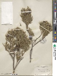 Juniperus scopulorum image