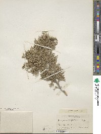 Juniperus scopulorum image