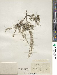 Juniperus scopulorum image