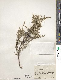 Juniperus scopulorum image