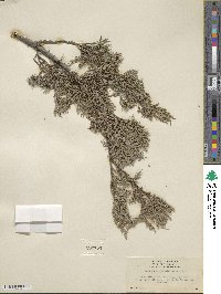 Juniperus scopulorum image