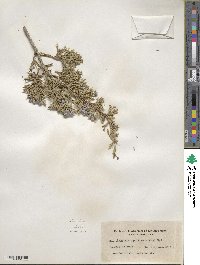 Juniperus scopulorum image