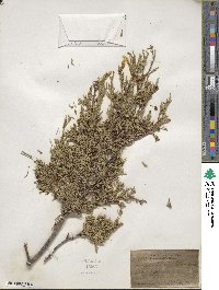 Juniperus scopulorum image