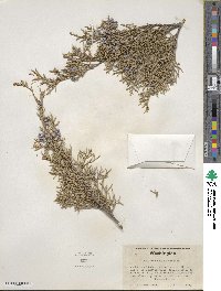 Juniperus scopulorum image