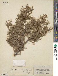 Juniperus scopulorum image