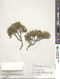 Juniperus scopulorum image