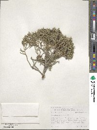 Juniperus scopulorum image