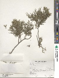 Juniperus scopulorum image