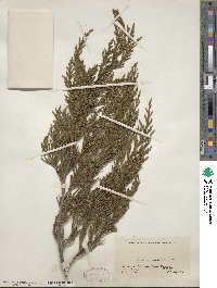 Juniperus scopulorum image