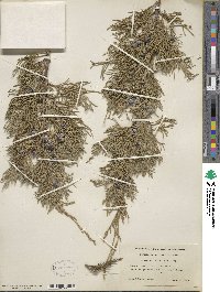 Juniperus scopulorum image