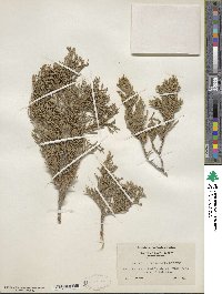 Juniperus scopulorum image