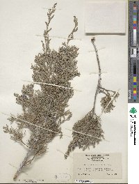 Juniperus scopulorum image