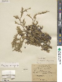 Juniperus scopulorum image