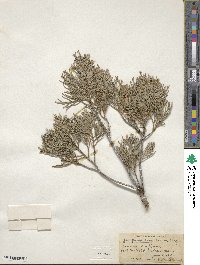 Juniperus scopulorum image