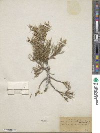 Juniperus scopulorum image