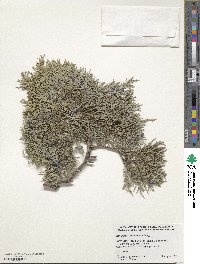 Juniperus scopulorum image